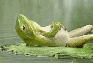 Frog relax exam season